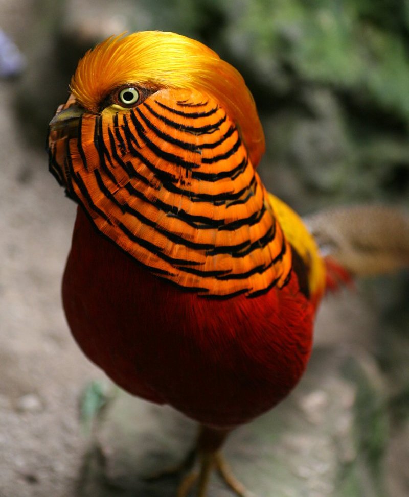 behumigolden-pheasant21