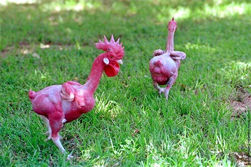 chfeatherless_chicken1