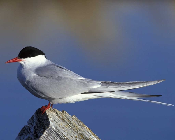 csArctic_Tern_m17-45-163_l_0