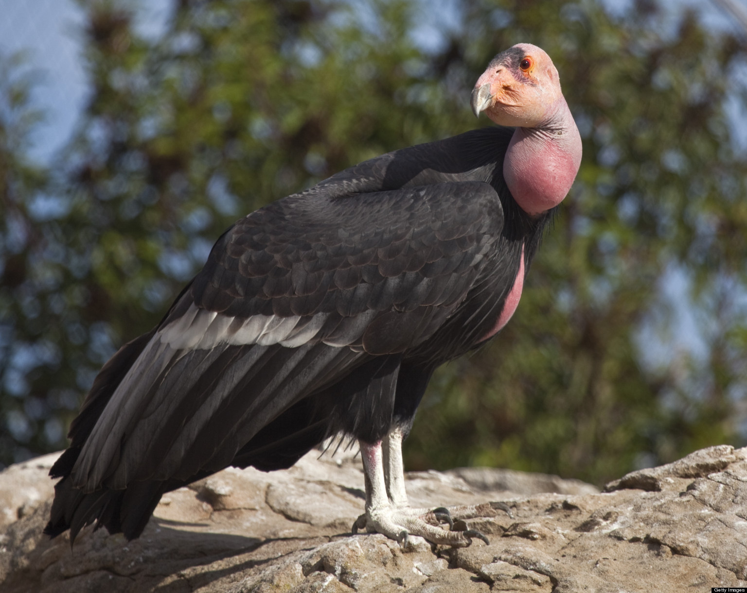 csfleo-CALIFORNIA-CONDOR-facebook