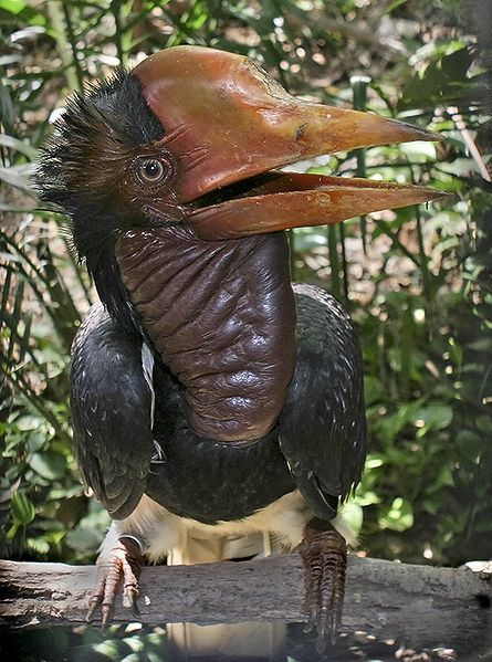 exhelmeted-hornbill01