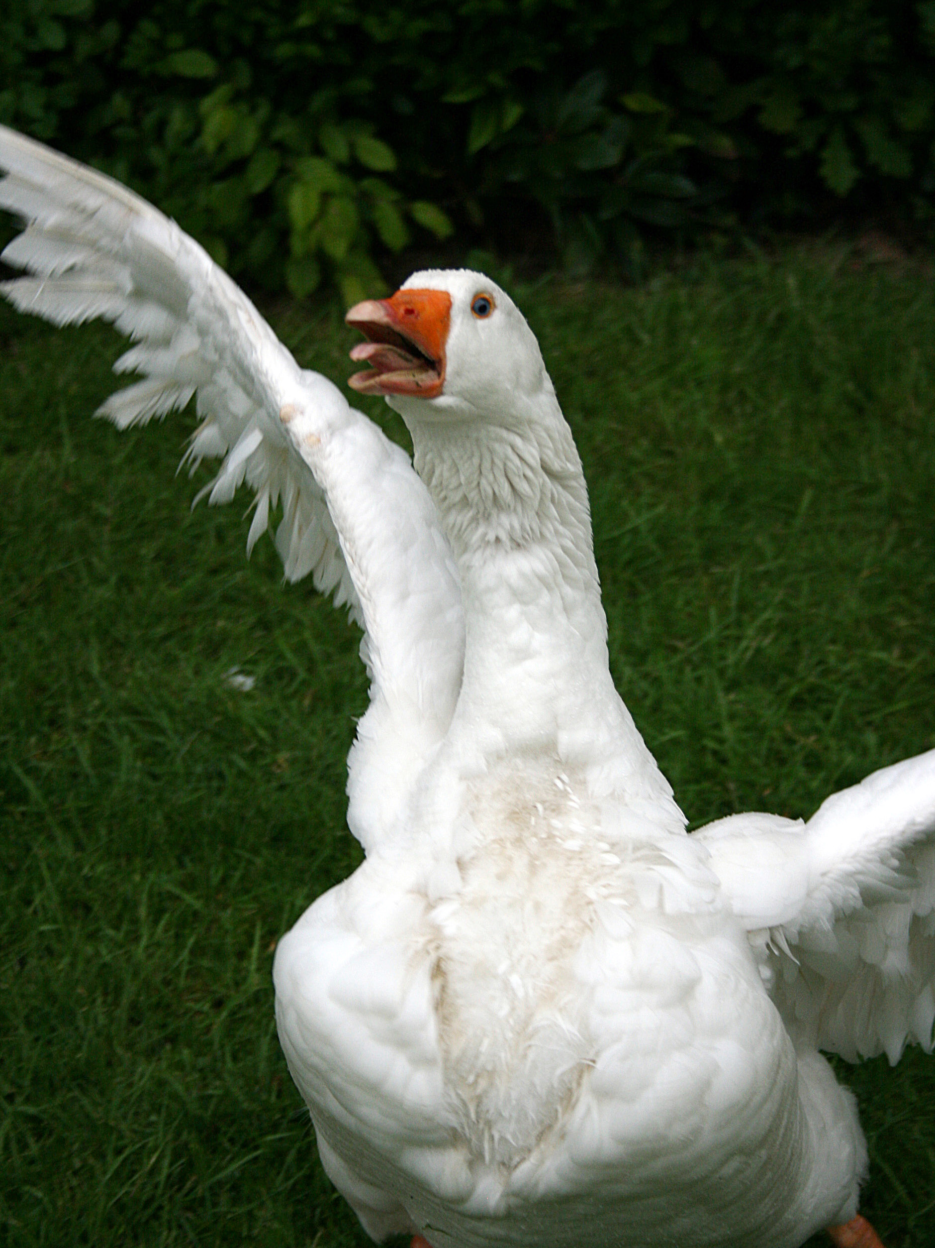 ge1goose