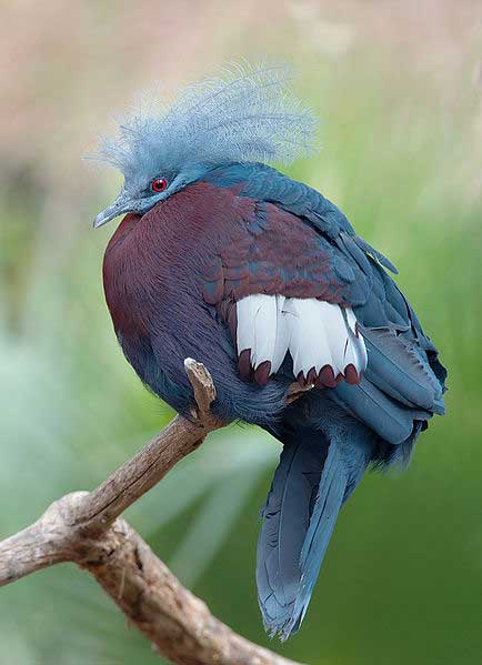 humabirds-paradise-lorentz-national-park-papua-indonesia