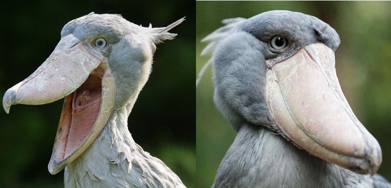 hybrid shoebill