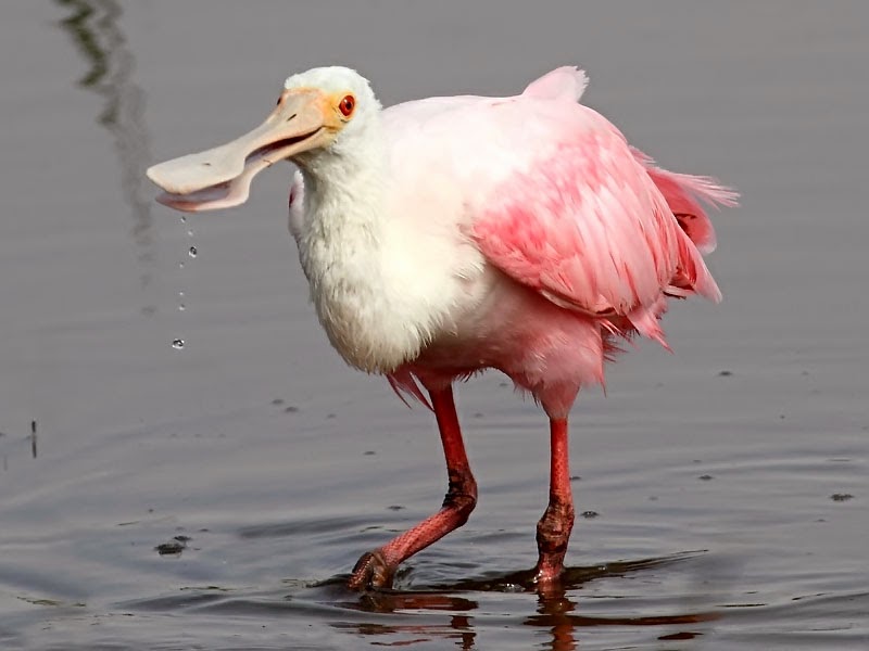 jozTX10 roseate spoonbill 111_0742