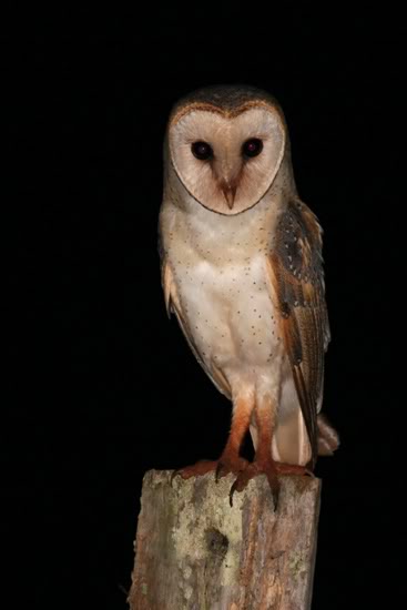 owIMG_12047_EasternBarnOwl