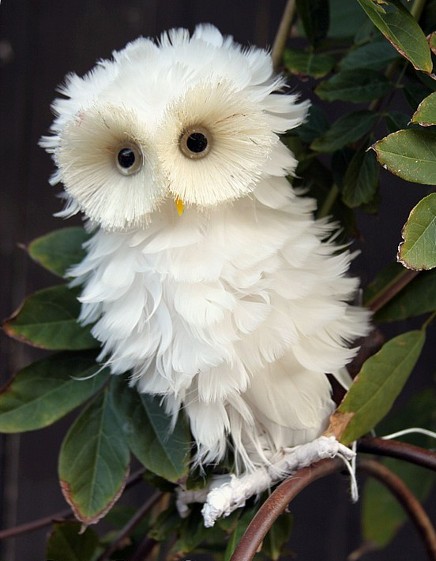 profea16397-funny_white_owl_28_9_2012