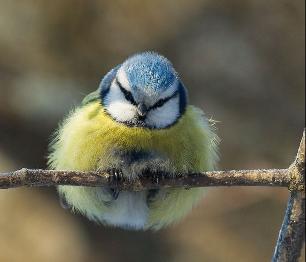 prozfat-fluffy-bird