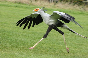 prozmadeleine___secretary_bird_by_skarkdahn-d5iqi89