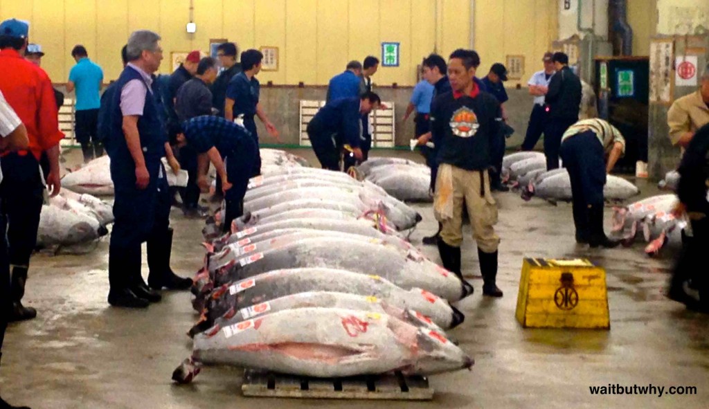 Tsukiji Tuna Auction