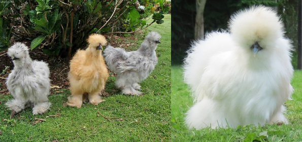 hybrid puff chicken